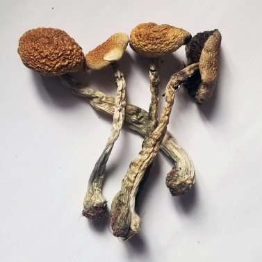 Psilocybin Mushrooms Anxiety Relief California