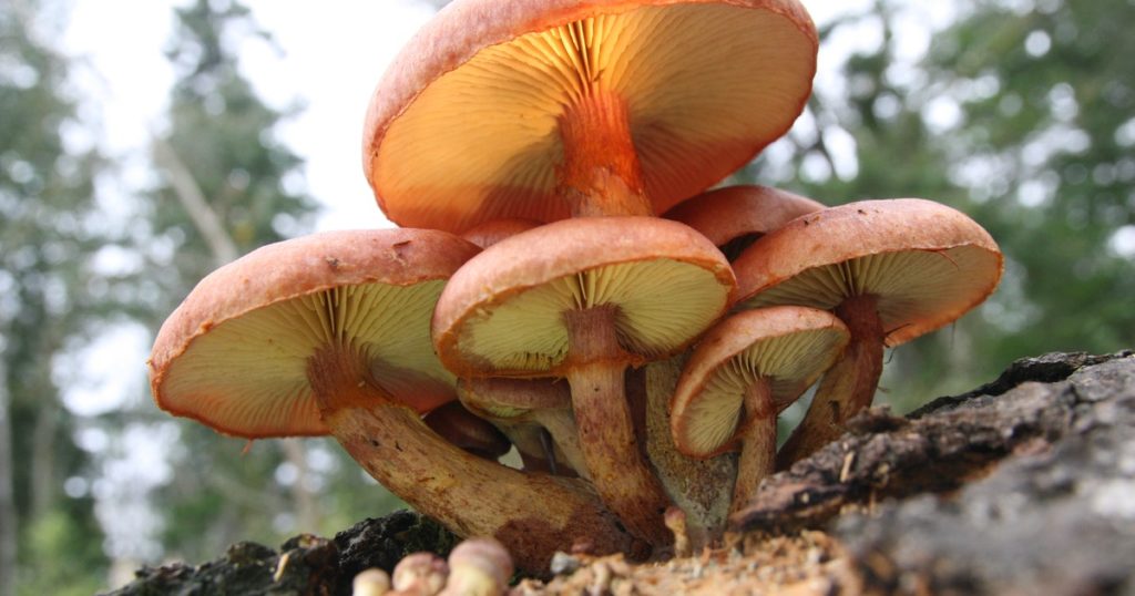 buy-psilocybin-online-california